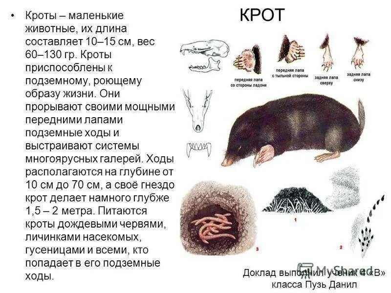 Крот краткое описание для детей. Крот внешний вид описание. Крот описание 4 класс кратко. Крот описание 5 класс кратко.