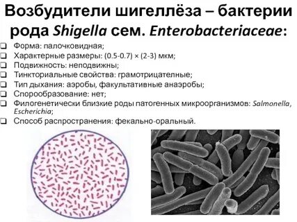 Возбудитель дизентерии является