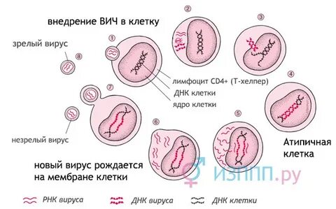 Внедрение вируса