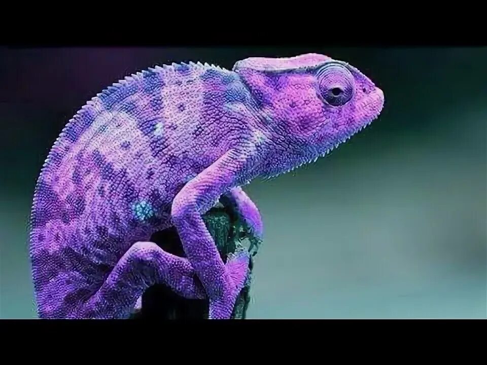Как быстро хамелеон меняет цвет. Пантерный хамелеон. шлемоносный хамелеон фиолетовый. цвет розовый хамелеон.