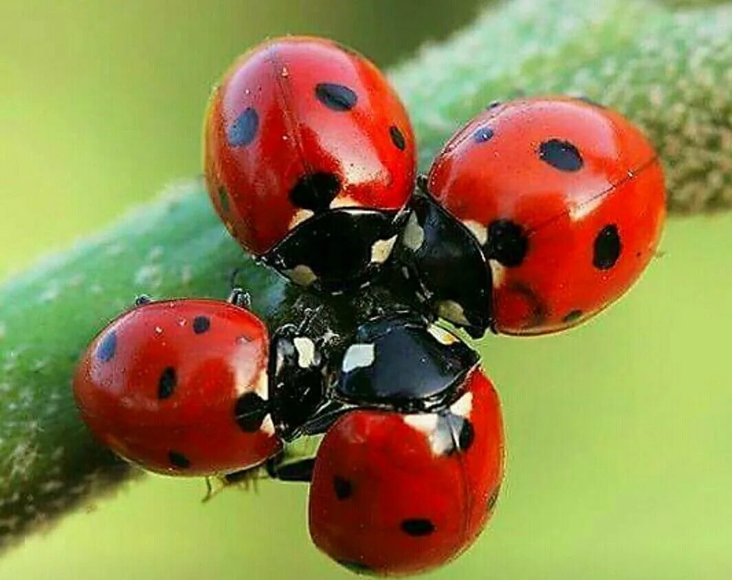 Божьи коровки обитают. Двенадцатиточечная Божья коровка (Coleomegilla maculata). Жесткокрылые Божья коровка. Синяя Божья коровка. Божья коровка насекомое.