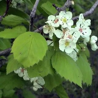 Боярышник полумягкий