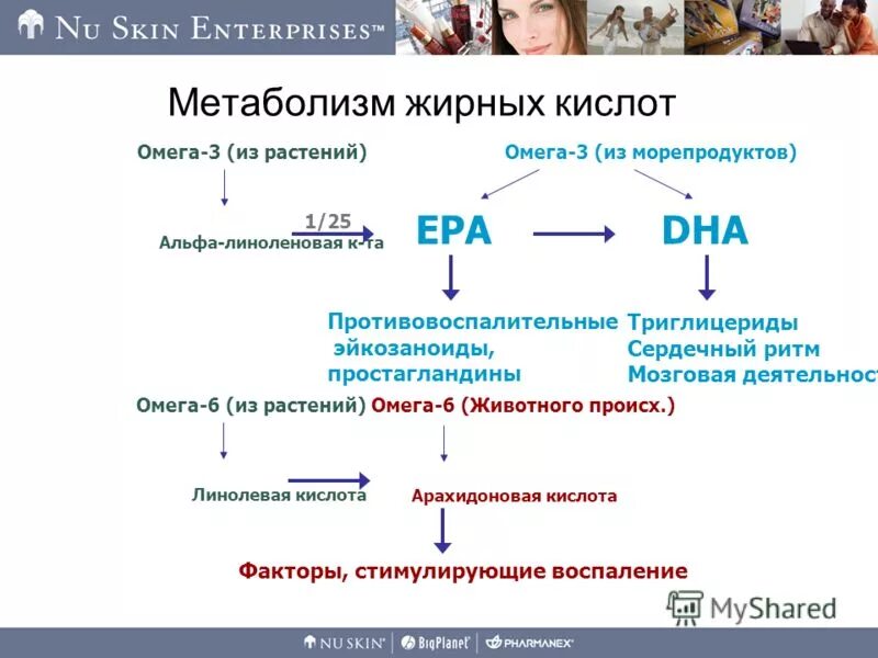 схема метаболизма арахидоновой кислоты. схема метаболизма арахидоновой кислоты патофизиология. схема метаболизма жирных кислот. схема метаболизма арахидоновой кислоты патофизиология. цикл мочевой кислоты биохимия.