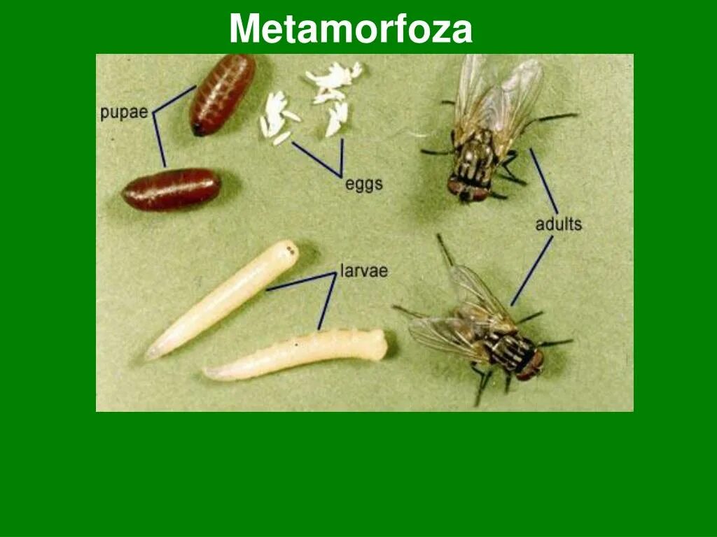 Зеленая мясная муха тип развития. Цикл развития комнатной мухи. Личинки и куколки синантропных мух. Стадии развития личинок мух. Развитие личинки мухи.