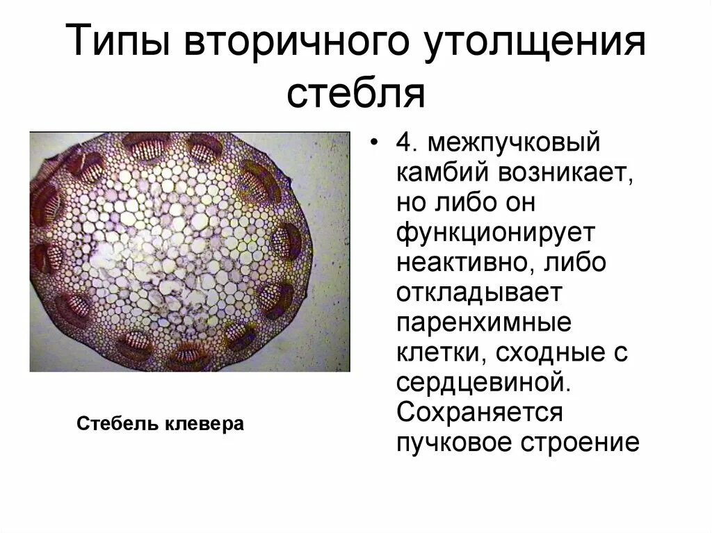 Вторичный тип. Типы вторичного утолщения стебля. пучковый тип строения стебля клевера. пучковое строение стебля клевера. строение стебля пучкового типа на примере клевера лугового.