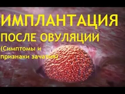 Первая овуляция после родов