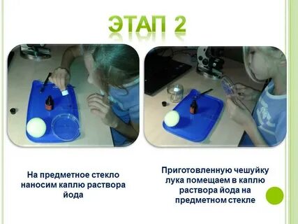 Исследователь поместил на два предметных стекла