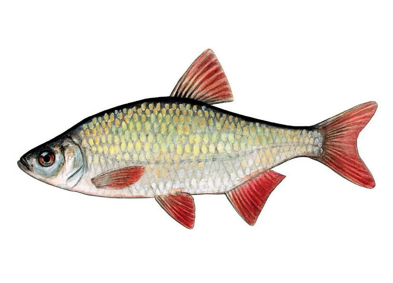 Р ы б а. Скелет рыбы схема. Египет красное море рыба наполеон. Р ы б а. Озерная форель кумжа.