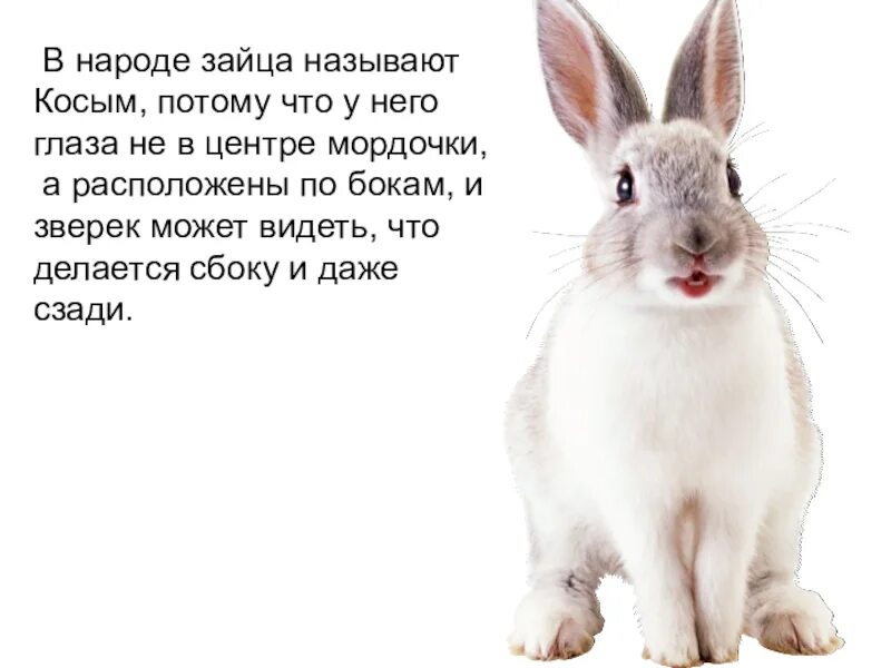 Как назвать зайца. Почему зайца называют косым. интересное про зайца для детей. косоглазый заяц. интересные факты о зайчике для детей.