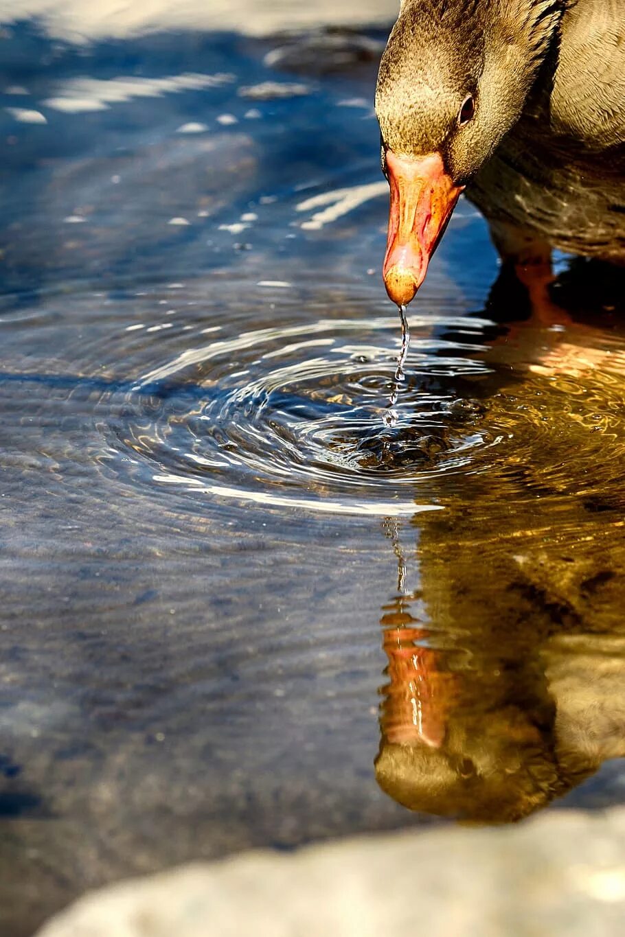 Вода гусятам. С гуся вода. отражение гуся в воде. гусь птица в воде.