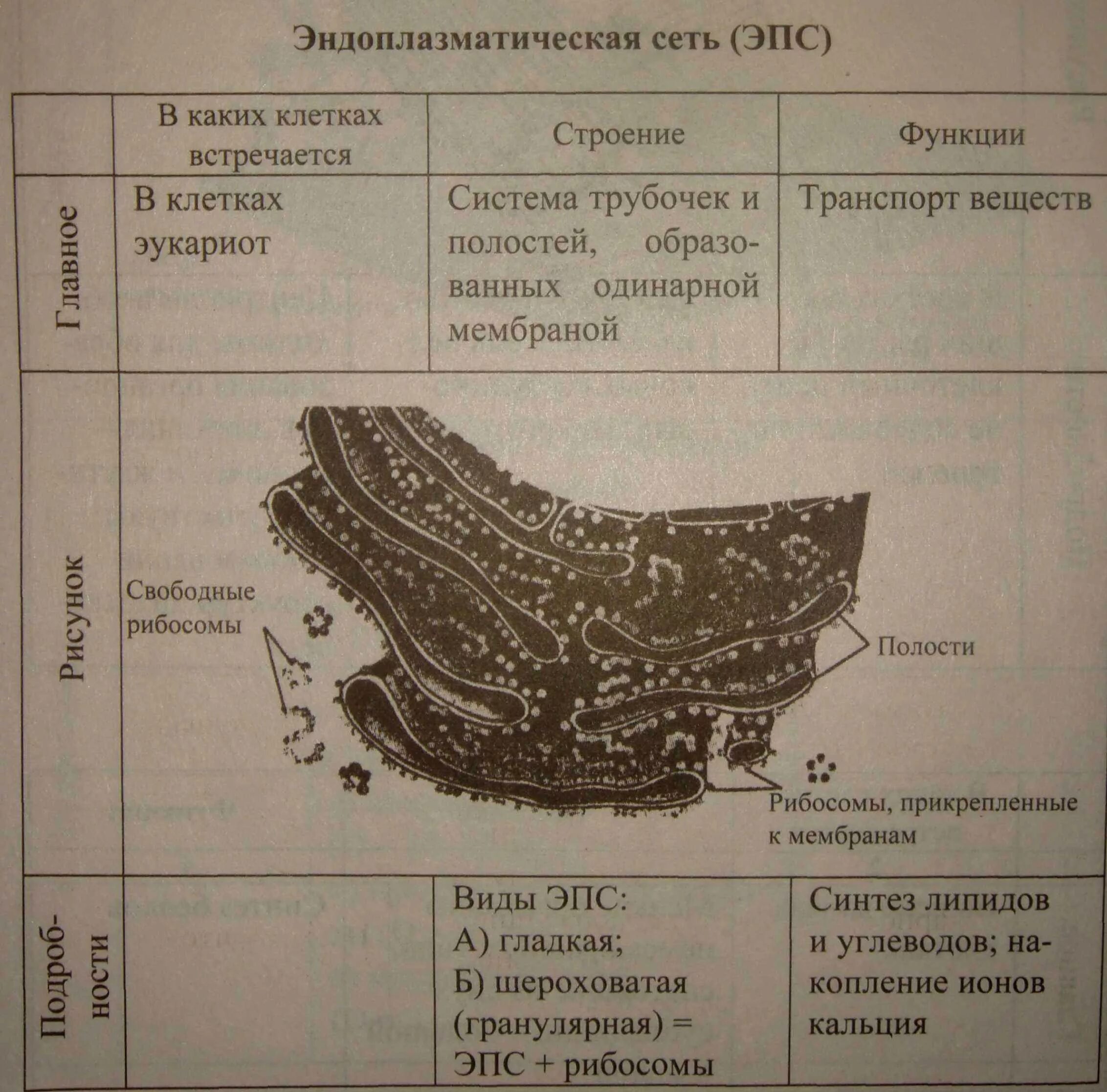 Эндоплазматическая сеть строение и функции. Шероховатая эндоплазматическая сеть строение и функции таблица. ЭПС строение и функции рисунок. Строение и функции ЭПС клетки. Шероховатая эндоплазматическая сеть строение.