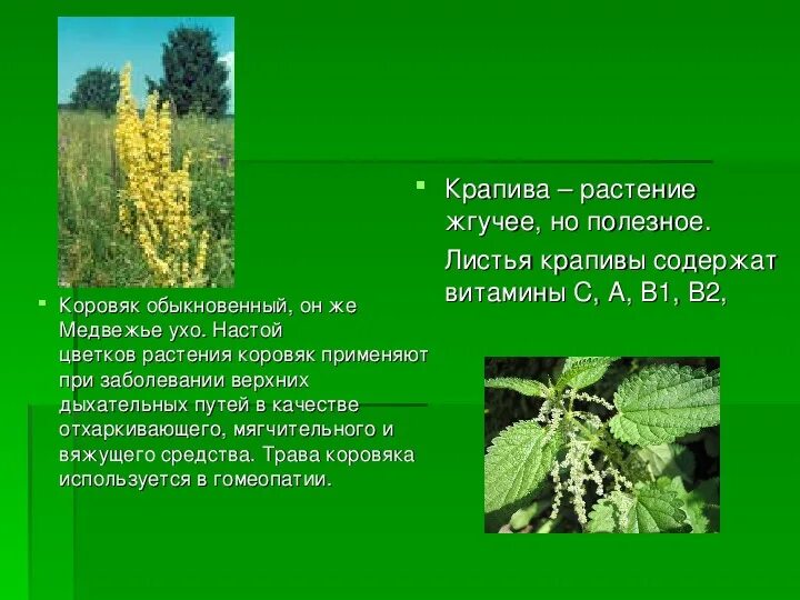 Жгучие растения. Чем полезна крапива. Крапива содержит витамины. Крапива классификация растения.
