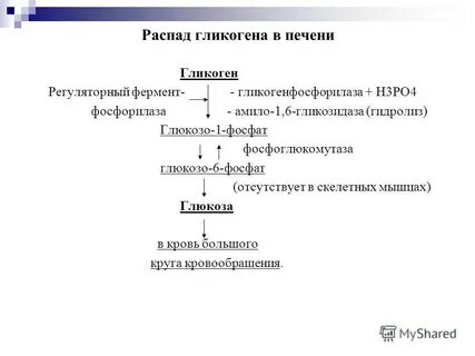 Распад гликогена в печени гормон