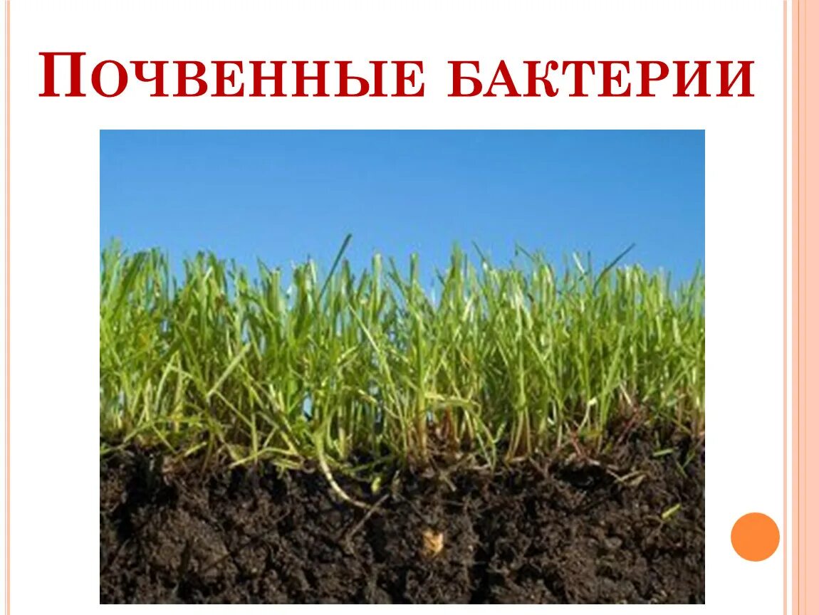 Почва и культурное растение. Почвенные бактерии. Растительность почвы. Почвы в Липецкой. Бактерии гниения в почве.
