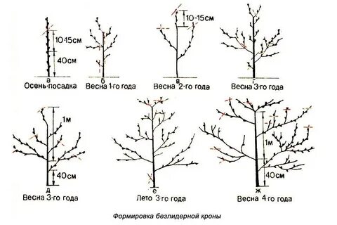 Обрезка абрикоса весной для начинающих в картинках