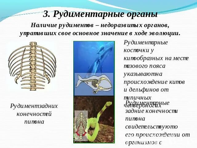 Рудимент у питона. Рудиментарные задние конечности питона. Рудиментарные органы птиц.