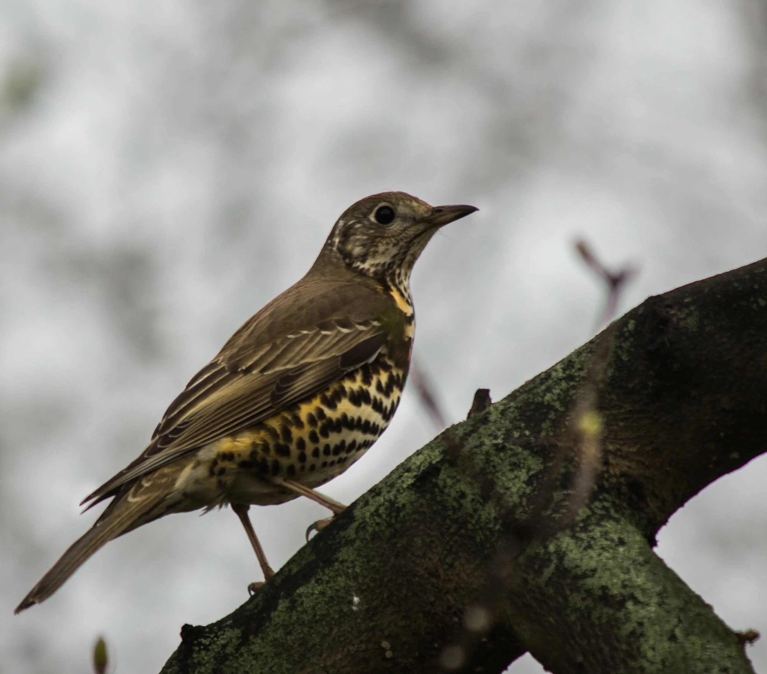 Дрозды разные виды. Певчий Дрозд деряба. Дрозд-деряба (turdus viscivorus). Дрозд деряба птица. Серый Дрозд деряба.