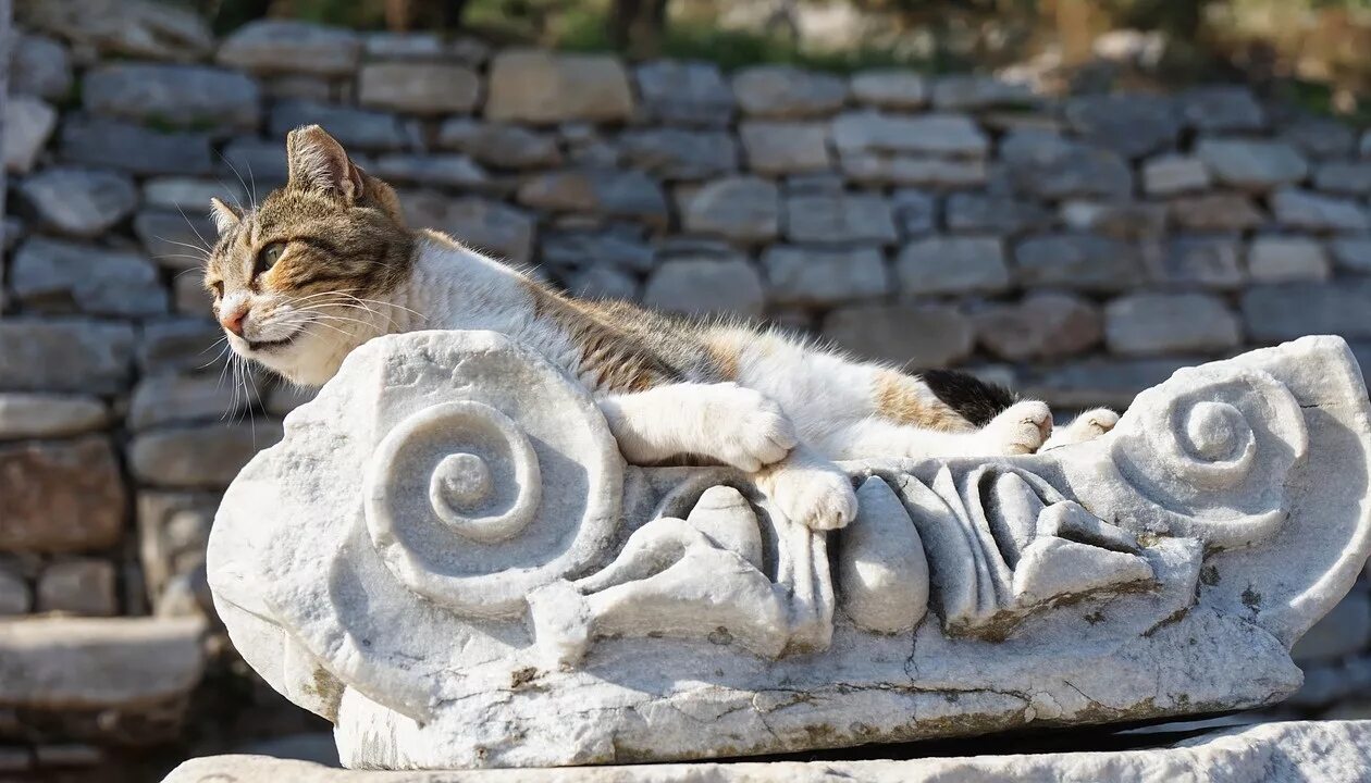 Обои картинки фото кот, кошка, cat, коты, мяу, черный Кошачьи обои, Кошки, Обои