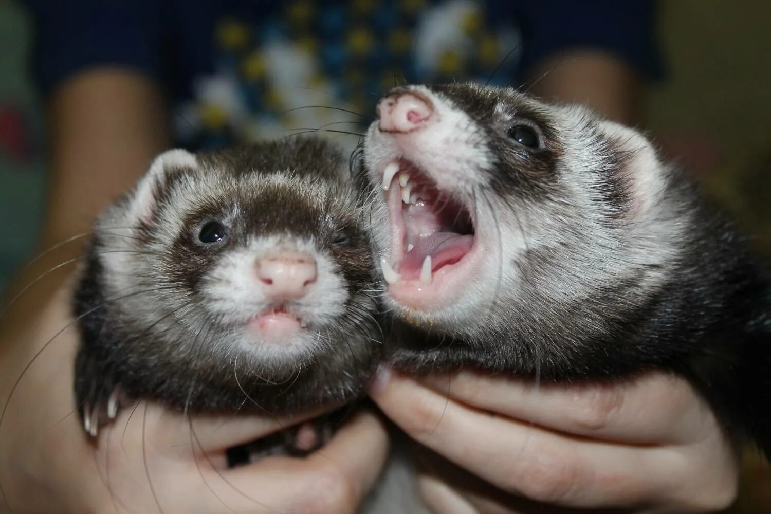 хорек 2019. фретка на руках. хорек в добрые руки. хорек в добрые руки. хорек в дятьково.