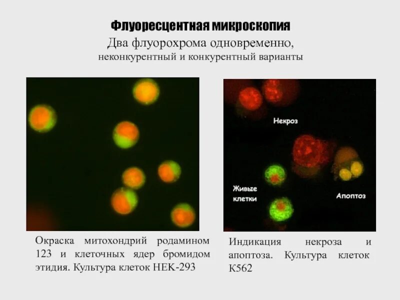 Окраска ядер клеток
