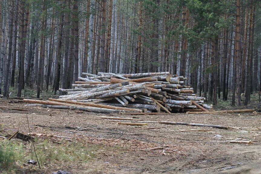 Лес сосновый делянка. Деляна. Деляна. Лесная делянка. Заготовка леса.