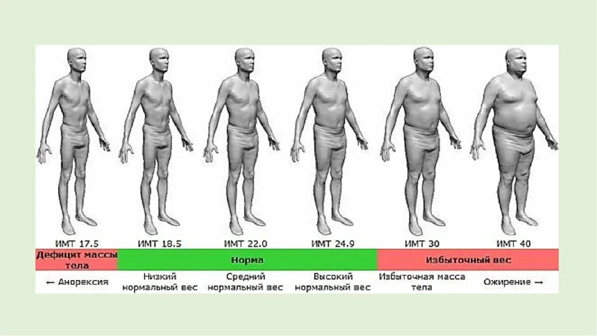 Индекс массы тела. Индекс массы тела (ИМТ). Ожирение. Талия у мужчин норма. Рост человека изменчивая величина