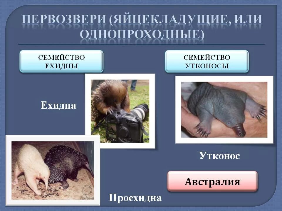 Почему яйцекладущие и сумчатые сохранились в основном. Первозвери яйцекладущие. первозвери однопроходные яйцекладущие. млекопитающие подкласс первозвери. подкласс первозвери отряд однопроходные.