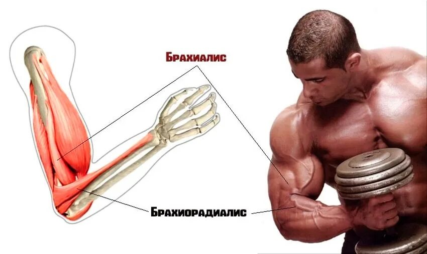 Бронхалис мышца. Плечевая мышца брахиалис анатомия. Брахиалис мышца упражнения. Бицепс трицепс брахиалис. Руки рост мышц