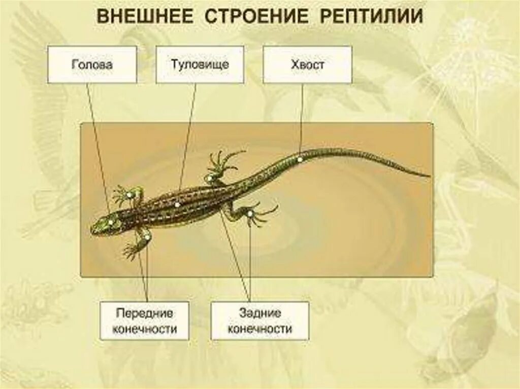 Внешнее и внутреннее строение рептилий. Отделы тела пресмыкающихся. внешнее строение пресмыкающихся. пресмыкающиеся 7 класс биология внешнее строение. отделы туловища пресмыкающихся.