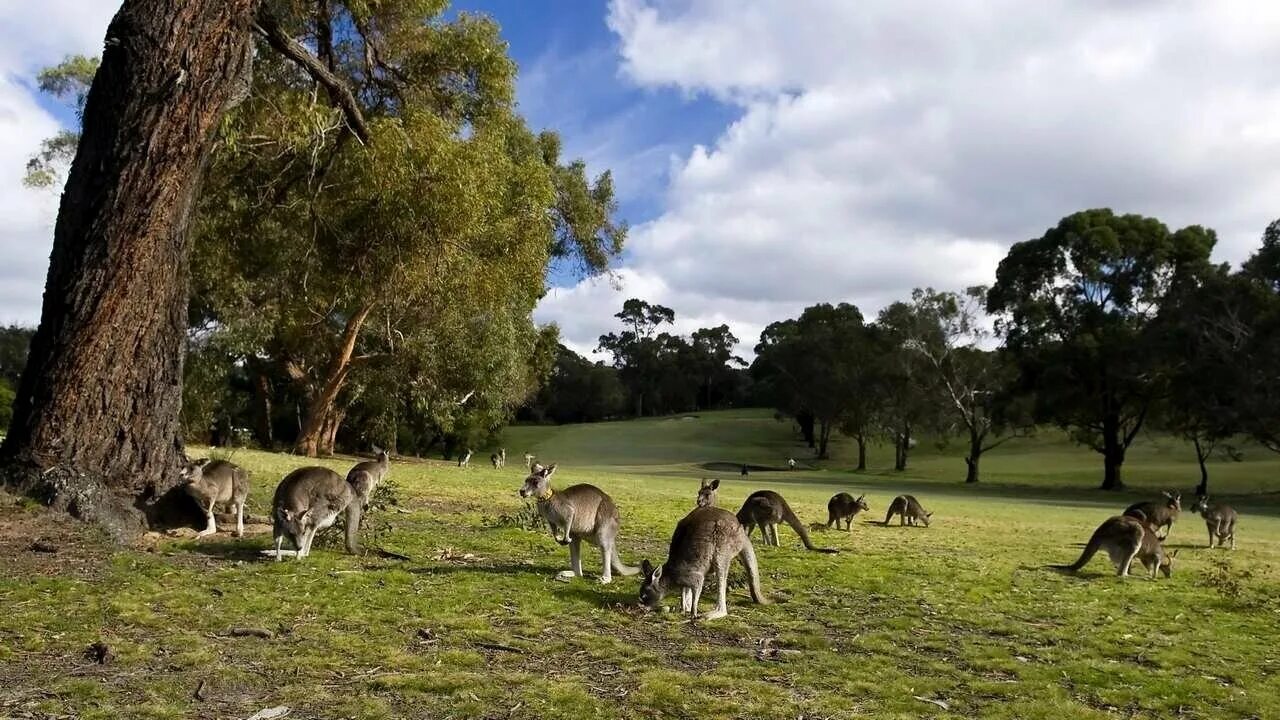 Australian wildlife