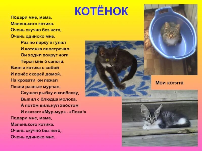 Купить маму кота. Стихотворение котята. Маленькие стихи про котят. Стих про котенка и маму. Котенок подари мне котенка.