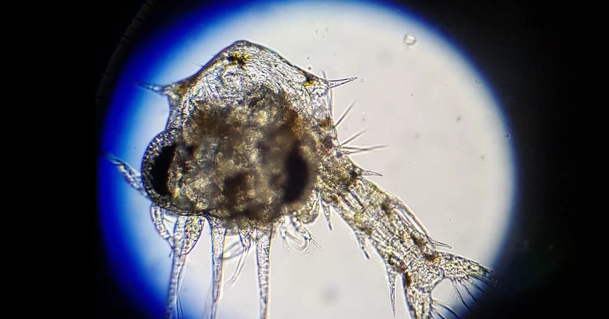 Зоопланктон дафния. Зоопланктон рачки микроскоп. Зоопланктон одноклеточные. Зоопланктон под микроскопом.
