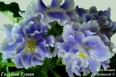 Цвет голубой туман