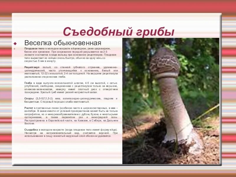 гриб веселка при онкологии: ext_5108979 - ЖЖ