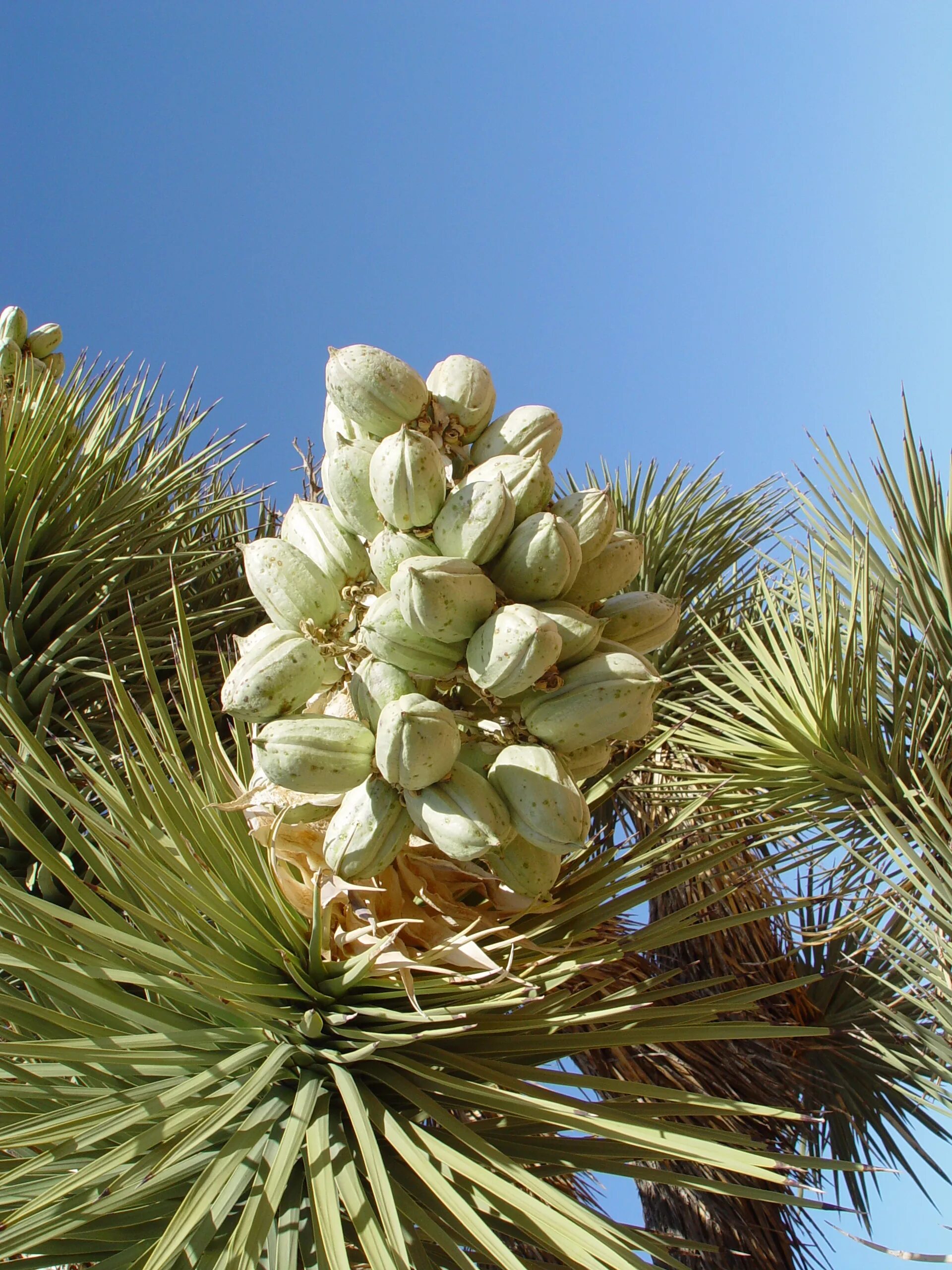 Юкка это еда. Юкка джошуа. юкка плоды. юкка дерево. yucca brevifolia.