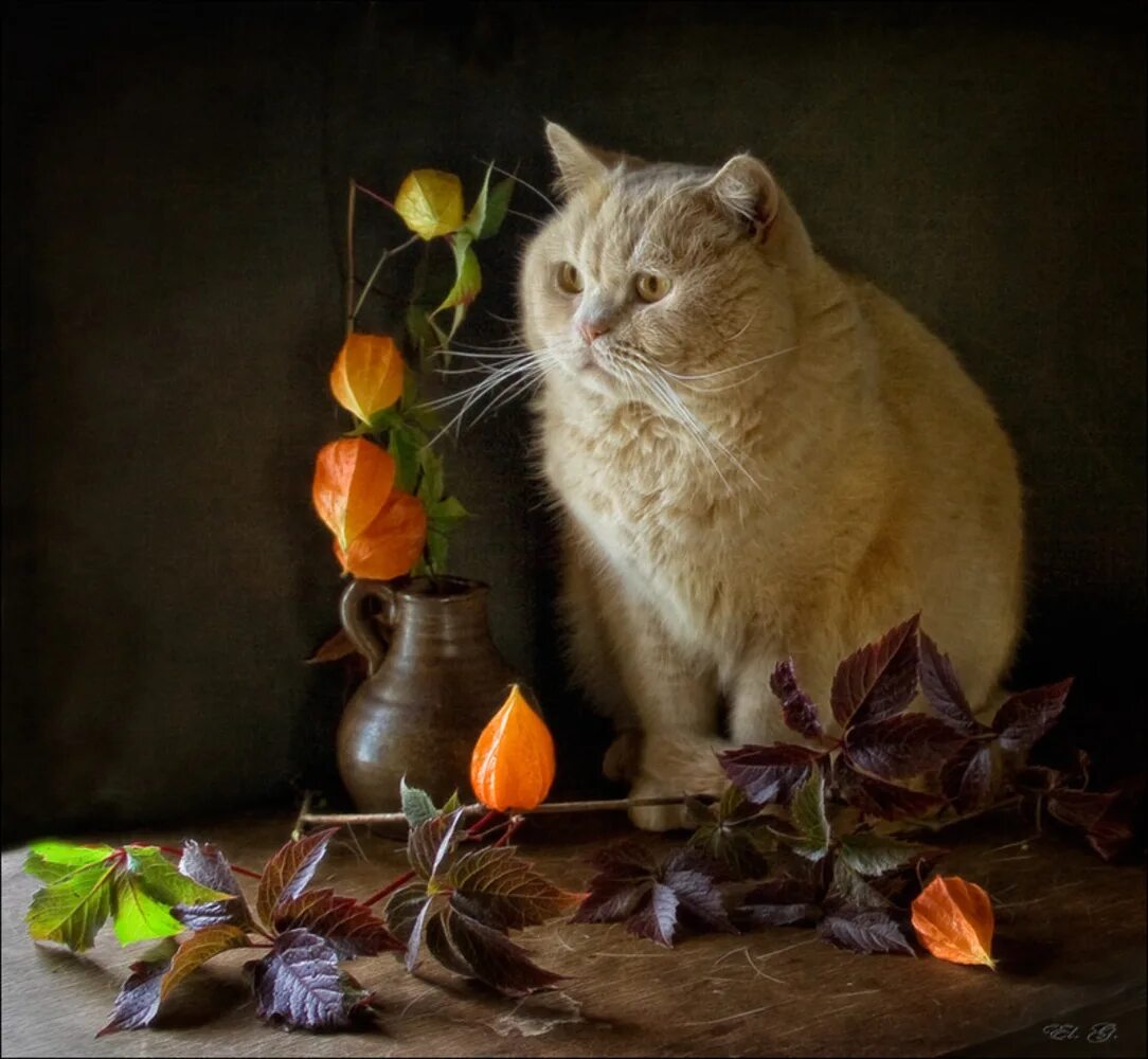 Добрый вечер картинки с котятами. Натюрморт с котом. кошка вечером. натюрморт с котами. натюрморт с котиком.