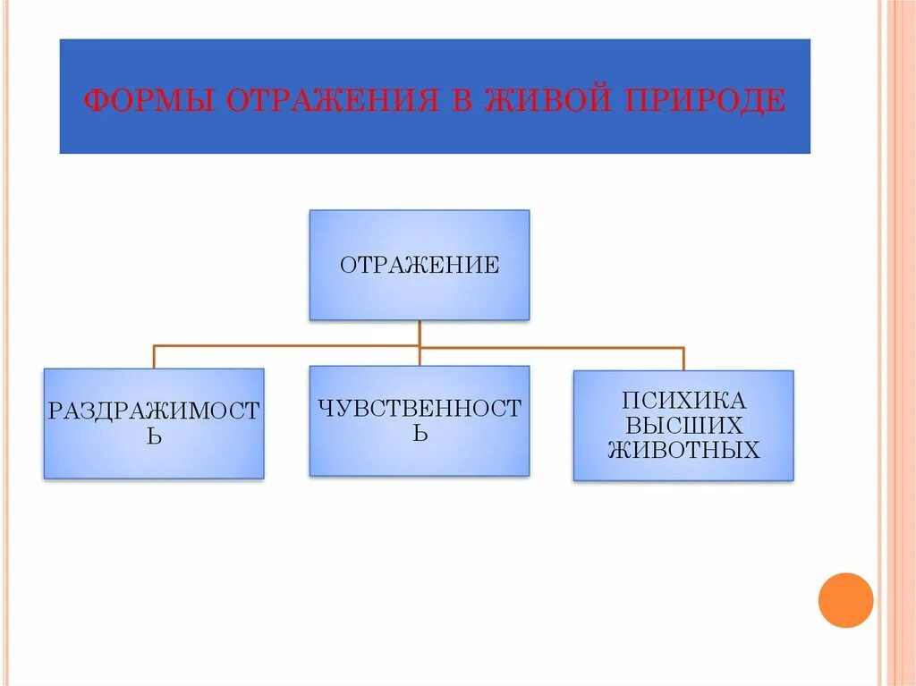 Что отражается в форме в. Формы отражения в живой природе. Формы отражения в неживой и живой природе. Формы отражения на уровне живой природы\. Назовите формы отражения..