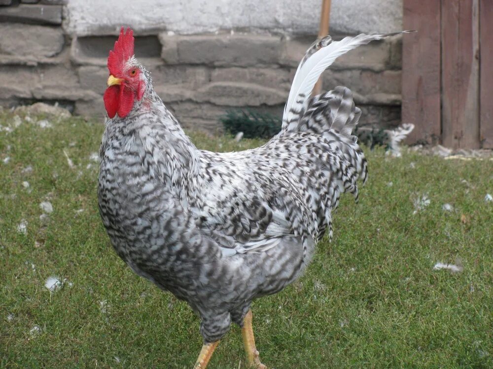 Борковская барвистая. Фото барковской барвистой породы. Борковская барвистая порода цыплята. Борковская барвистая порода кур. Барвистая барковская порода кур.
