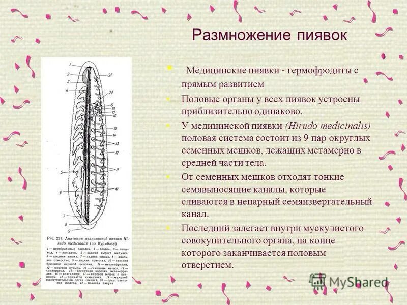 Тип кольчатые черви класс пиявки. Развитие пиявок. Цикл пиявки медицинской. Схема передвижения пиявки. Цикл пиявки медицинской.