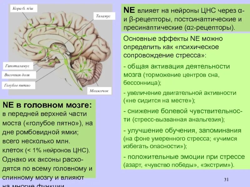 В головном мозге 5 1. Рецепторы головного мозга. рецепторы на нейроны в головном мозге. нейронная организация промежуточного мозга. голубое пятно головного мозга.