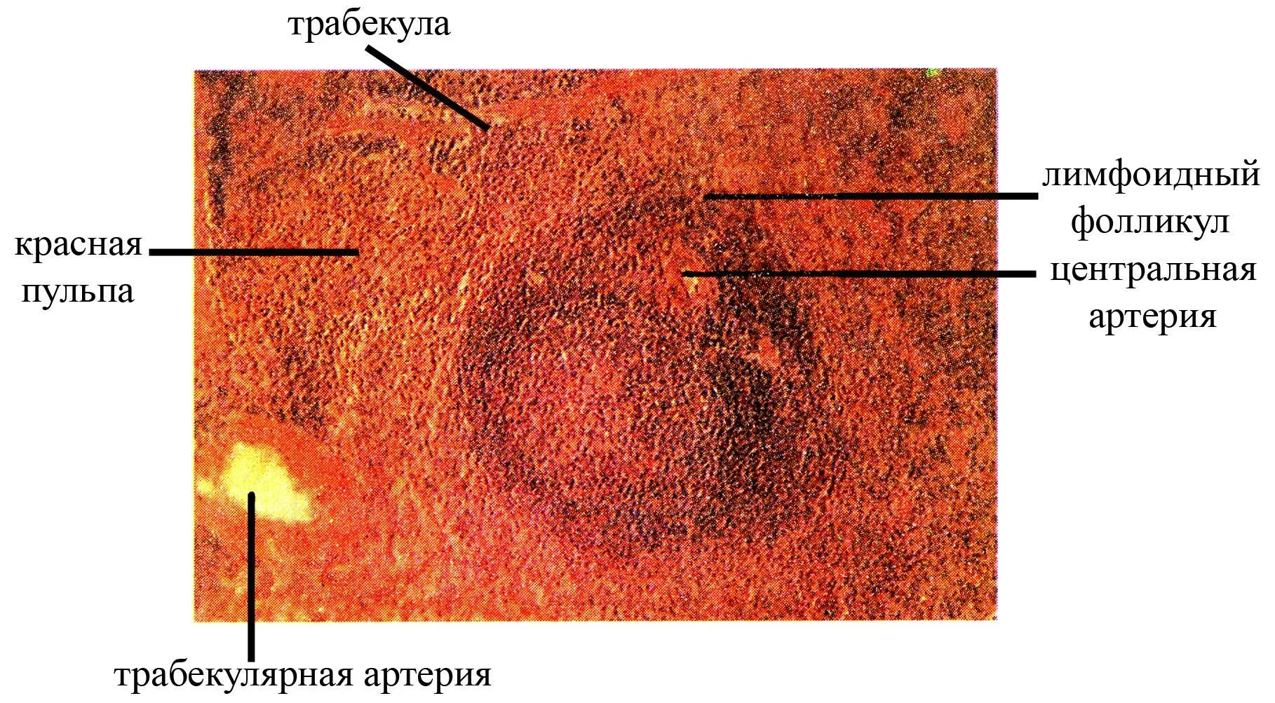 Красная пульпа селезенки гистология строение. Строение красной пульпы селезенки. Лимфоидный фолликул красная пульпа. Белая пульпа селезенки гистология.