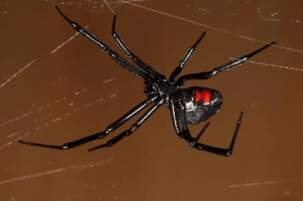 Черный паук хорошо. Черная вдова паук. Мадагаскарский паук черная вдова. Чёрная вдова паукообразные Северной Америки.