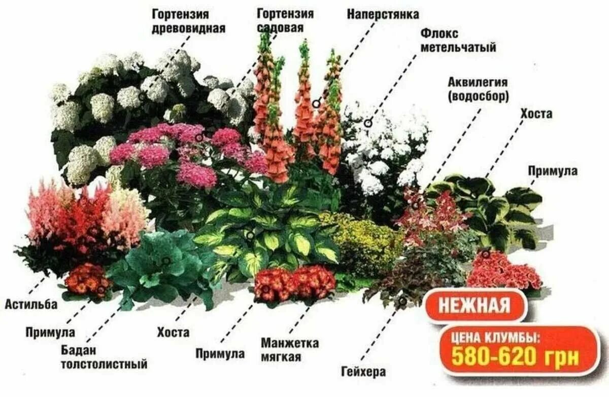 Какие растения высаживают. Схема рабатки непрерывного цветения. схема клумбы с гортензией метельчатой. тенелюбивые цветы для клумбы многолетники. тенелюбивые бордюрные растения.