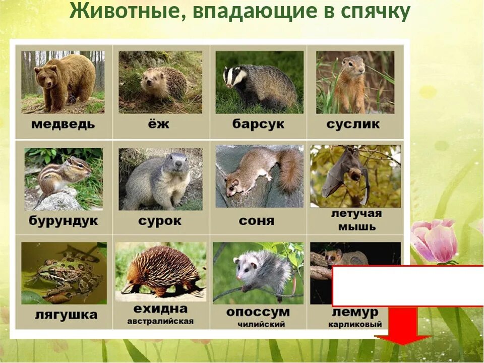Зимой еж барсук. Животные которые впадают в спячку. животные в падающие в смячку. животные впадающие в спячку зимой. животные впадающие в спяч.