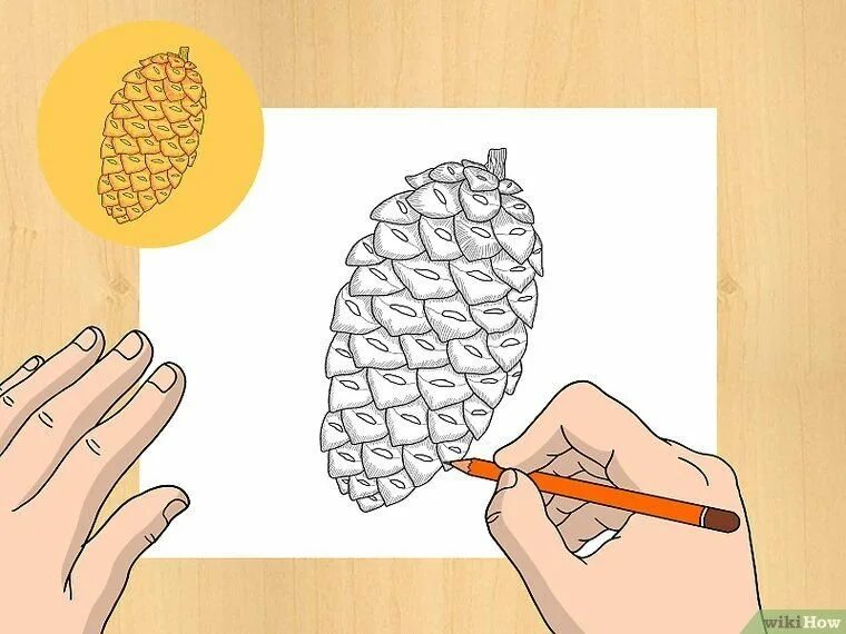 шишка легкий рисунок. шишка легкий рисунок. разные способы рисования шишки карандашом. шишка схематично. шишка раскраска.