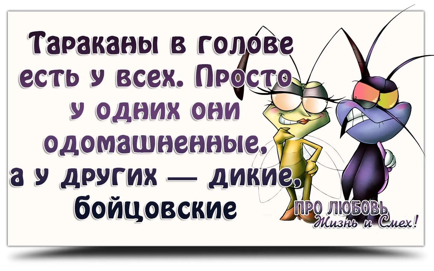 Первое слово пришедшее в голову. Тараканы в голове. Высказывания о тараканах в голове. Цитаты про тараканов в голове. Тараканы в голове картинки.