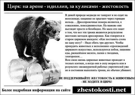 Плюсы цирка