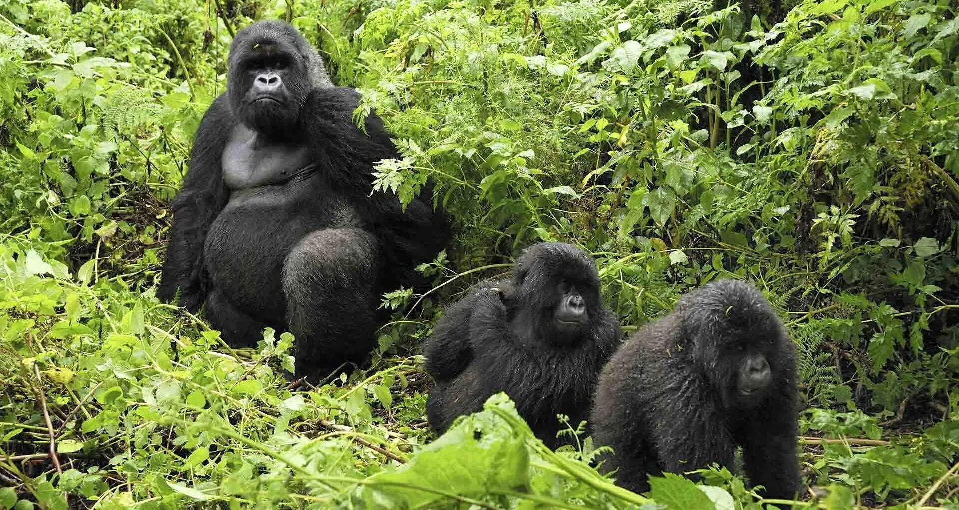 Обитание обезьян. Парк Вирунга горные гориллы. Национальный парк Бвинди. Горные гориллы Уганда. Национальный парк Бвинди в Африке.