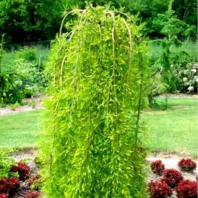 Caragana arborescens 'walker'. Карагана древовидная "пендула" garagana arborescens "pendula". Карагана древовидная пендула. Карагана пендула. Карагана древовидная пендула.