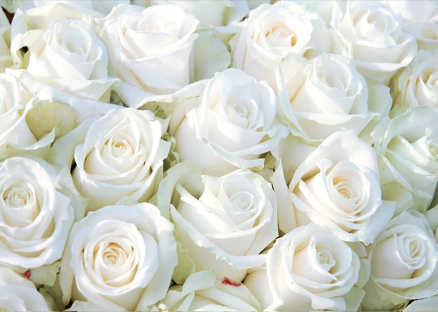Розы белые низкие. Белые розы. Красивые белые розы. Букет белых роз. Белоснежные розы.
